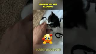 PISICUTA SI PEPENELE 🐱🍉 justadu shortsromania [upl. by Namlaz]