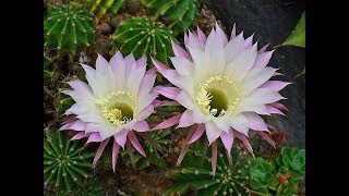 echinopsis oxygona un excelente cactus para iniciar tu coleccion [upl. by Kcirded859]