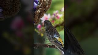 Blackhtroat Canary Singing E4 birdsinging Canary finch [upl. by Noyart52]