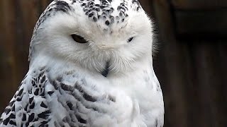 SchneeEule Weibchen Bubo scandiacus Nyctea scandiaca Snowy Owl Harfang Des Neiges Schneeeule [upl. by Lekcar415]