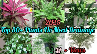 Top 30 Plants That Dont Need Drainage Hole Indoor Plants That Dont Need Drainage [upl. by Hedvig]