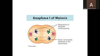 A Level Biology 9700 Topic Meiosis [upl. by Bain]