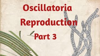 Oscillatoria Reproduction [upl. by Eterg]