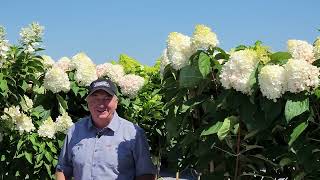 4 Best Tree Form Hydrangeas Including The FABULOUS ® Brand NEW WorryFree® LoveaLot™ Pink 👏😉😁 [upl. by Gwynne]