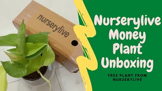 Nurserylive Free Money Plant Unboxing  Shipping 99rs  nurserylive moneyplant unboxing 25 [upl. by Meredithe]