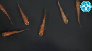 【チャーム】紅帝ラメメダカ Oryzias latipes var charm動画 [upl. by Ecneitap28]