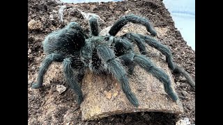 Grammostola pulchra Brazilian Black a new breeding project [upl. by Pirozzo356]