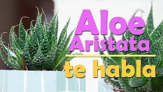 ALOE ARISTATA │ TU PLANTA IDEAL PARA EL HOGAR [upl. by Eneroc]