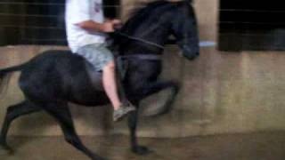 Park Performance Tennessee Walking Horse FOR SALE [upl. by Nagear]