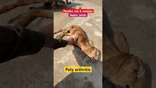 Septic arthritis  joint ill  poly arthritis  omphlitis  mycoplasma  CAE Virus staphylococcus [upl. by Mariejeanne912]