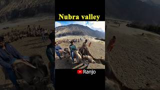 nubravalley ladakh youtubeshorts reels fyp trending travel shortsfeed shorts camelride [upl. by Itisahc]