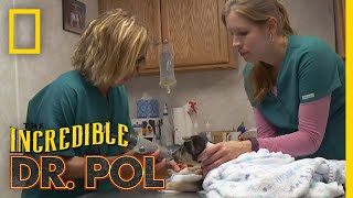 Whats Moo with Ewe Full Episode  The Incredible Dr Pol [upl. by Nyrb95]