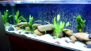 African Malawi Cichlid community Aquarium Just setup [upl. by Youlton]