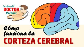 Cómo funciona la corteza cerebral [upl. by Ivel]