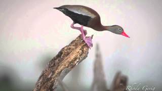 Blackbellied Whistling Ducks 62014 [upl. by Ecnirp763]