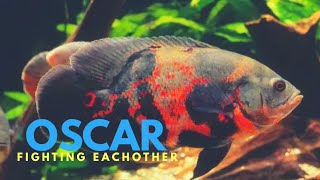 Why Oscar fish Fight Each other [upl. by Ajax]