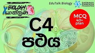 C4 පථය  C4 Pathway  EduTalk Biology [upl. by Fife]