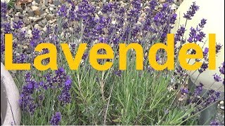 Lavendel pflege schneiden gießen düngen Standort vermehren überwintern Lavandula angustifolia [upl. by Normi833]