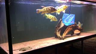 Cichla attack new tank mates [upl. by Alper]