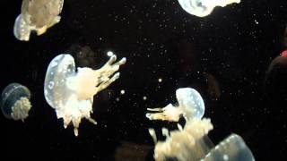 Jellyfish Aquarium Boston Massachusetts New England Aquarium Jelly Fish Tank [upl. by Paver]