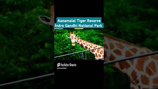 Aanamalai Tiger Reserve Indra Gandhi National Park facts histroy shorts [upl. by Pren642]