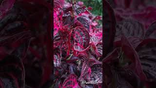 Bloodleaf Iresine herbstii血叶草Pokok Daun Darah chickengizzard beefsteak plantFormosa bloodleaf [upl. by Eduard]