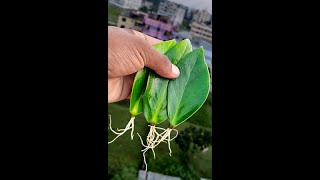 propagate ZZ plant tree from ZZ plant leavesindoorplants highlights viewers Flowers composite [upl. by Nichols]