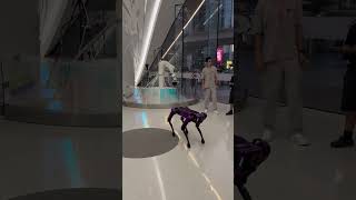 Robot dog in Museum of the future Dubai [upl. by Lud]