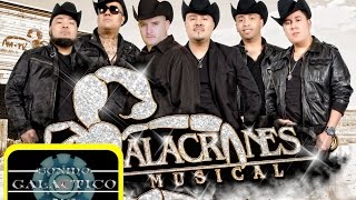 Alacranes Musical La suerte viene a buscarme get lucky Daft Punk [upl. by Yeldahc]