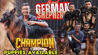 German Shepherd Dog Kennel  German Shepherd Long Coat For Sale  Home Delivery Available Low Price [upl. by Vharat764]