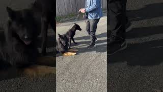 German Shepard Dutch Shepard dog walking in pairs [upl. by Carmelia]