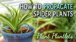 How To Propagate Spider Plants With Plantlets [upl. by Frasquito113]