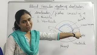 BSc IInd Year Blood Vascular System of Scoliodon [upl. by Amandy515]