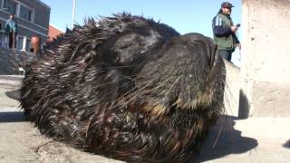 Lobo Marino de MDQ  Juan Carlos [upl. by Galateah]