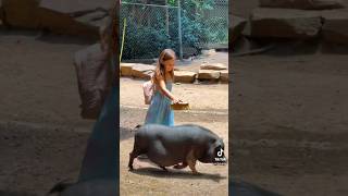 trending kidsfun funny familyfun familyvlog animals pigs kidsvideo nature [upl. by Blandina673]