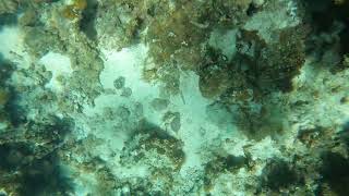 September 2024 Fireworm snorkeling negril jamaica [upl. by Leanahtan987]