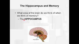 Chapter 12 learning and memory Types of amnesia [upl. by Hodgkinson]