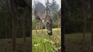 Cute backyard animals deer cute cuteanimals deer deerseason viralvideo [upl. by Keever32]