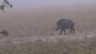 Jagd auf Wisent in Weißrussland [upl. by Orimar]