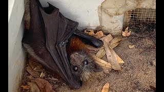 Rescuing a very cranky baby flyingfox this is Grumblestiltskin [upl. by Iadrahc773]