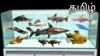 10 catfish types which can be kept in 4ft Glass tank for its lifetimeTamil catfishmonsterfish [upl. by Olihs405]