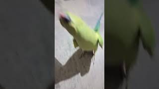 Parrot 🦜 talking video viralvideo shorts shortvideo [upl. by Nnylassej229]