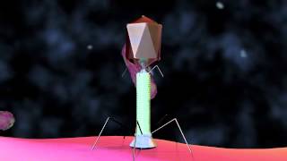 Bacteriophage T4 Virus  3D Animation [upl. by Eneladgam]