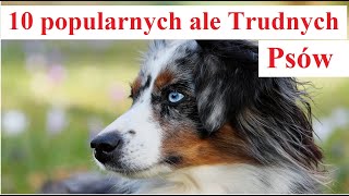 10 Popularnych ale Trudnych Psów [upl. by Cullan980]