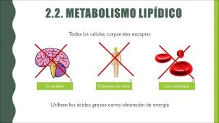 METABOLISMO DE GLUCOSA GRASAS Y PROTEÍNAS [upl. by Schechinger]