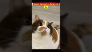 Camera Movement to Capture the Cat [upl. by Ennael]