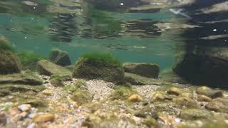 hike Shuswap Falls and Mabel Lake  Lumby BC Canada britishcolumbia views nature relaxing [upl. by Elam]