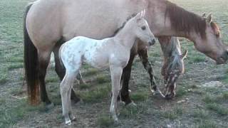 2nd foal at Goffena Appaloosas [upl. by Torruella]