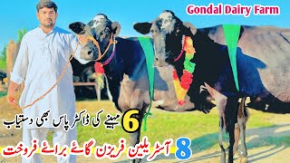 Gondal Dairy Farm  Pur Holstein Friesian Cows  Cholistani Croos Cows  ￼6 month Pregnant  Pk Janw [upl. by Major]