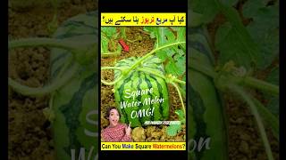 Square Watermelon 🍉 in Japan mrhamzaxyz facts viralvideo japan shorts [upl. by Ymiaj]